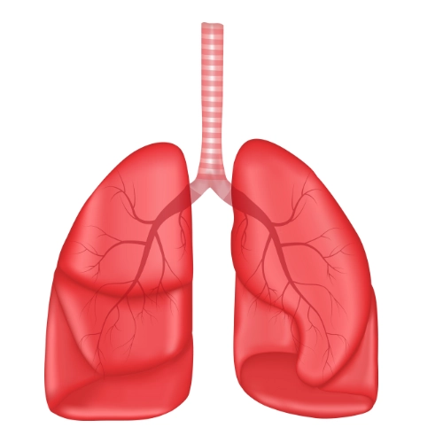 RESPIRATORY & ALLERGIC |  سانس اور الرجی
